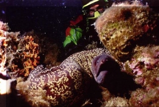  El buceo no tiene igual